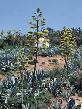 リュウゼツラン