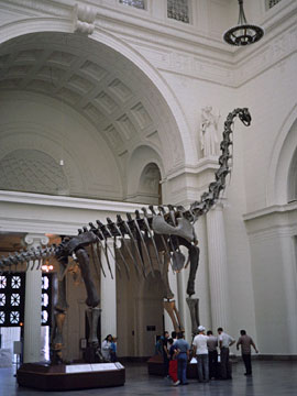 メインホールの恐竜骨格