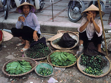 緑の実と葉っぱ