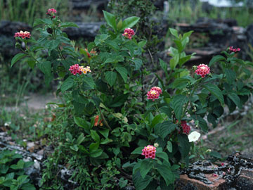 ティエウチー帝陵に咲く花