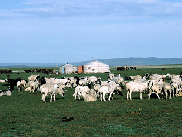 羊たちと二つのゲル