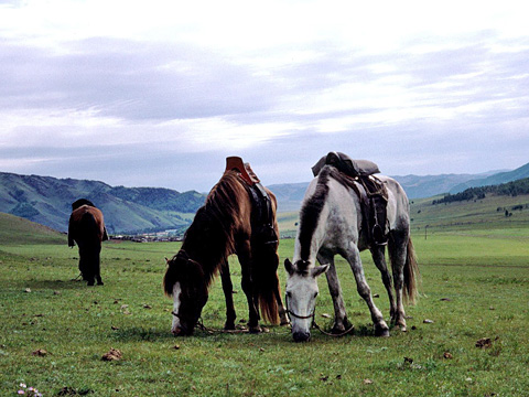 丘で草を食む二頭の馬