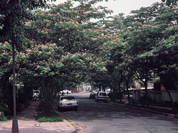 花咲く街路樹