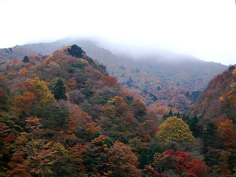 西丹沢自然教室付近の紅葉