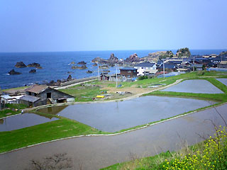 碧色の日本海と田んぼ