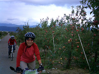果樹畑の大きなりんご