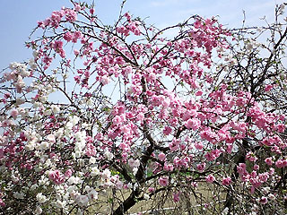 白とピンクのしだれ八重桜？
