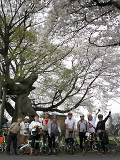 松尾芭蕉の句碑のところにある桜