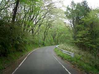 県民の森の車道