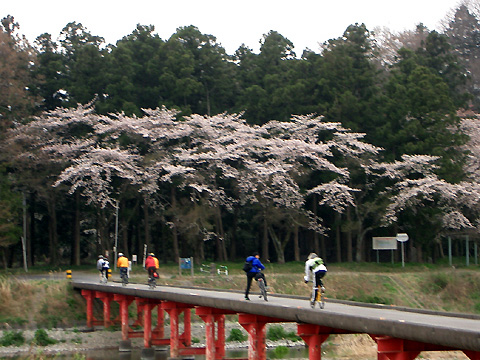 沈下橋と桜の霞