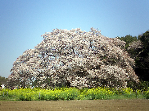 	吉高の大桜