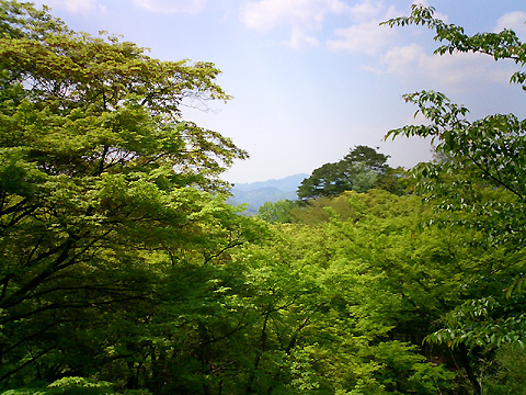 笠置寺の新緑