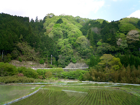 田植えがされた田んぼと新緑