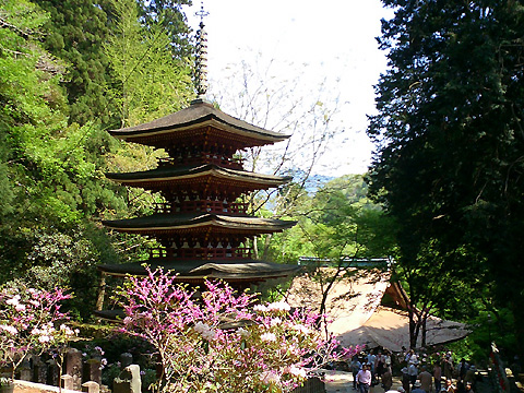 上から五重塔と本堂を望む