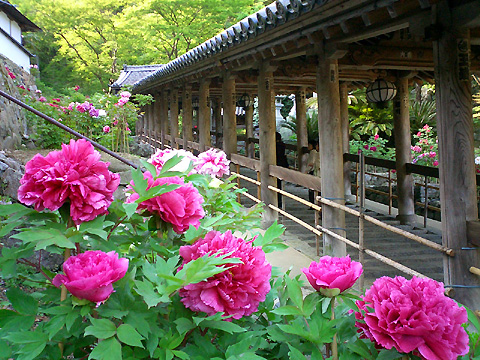 牡丹と登廊