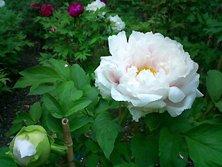 薄いピンクの牡丹