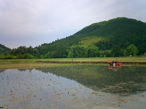 田植え