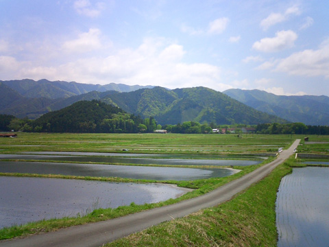 田植えが終わった田んぼ
