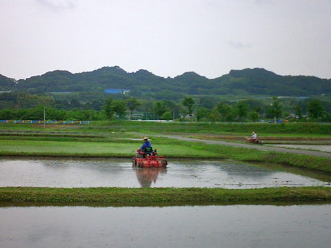 田植え