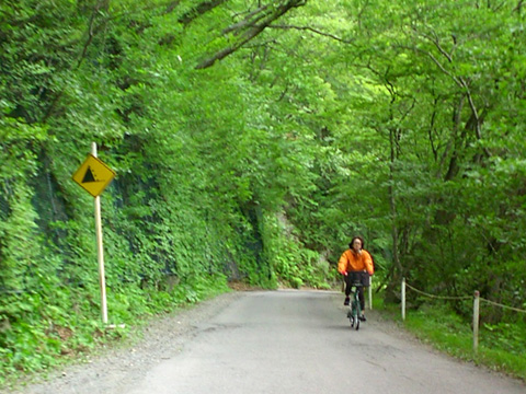 緑の中の下り