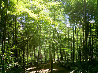竹寺の竹林