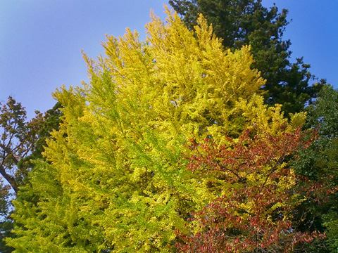 色づいたいちょう