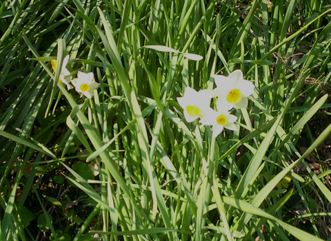 道端の水仙