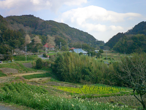 水仙、菜の花、大崩の景色