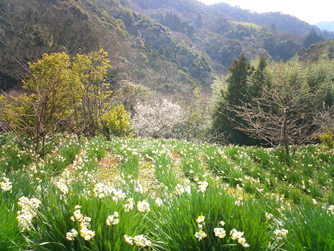 をくづれ水仙郷