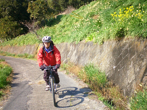 黄色い水仙の中を下る