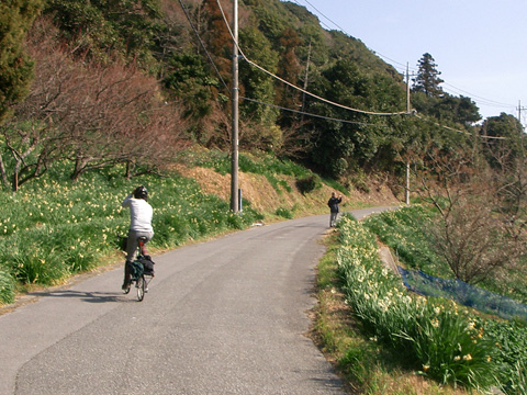 をくづれ水仙郷を上る