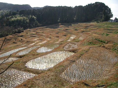 大山の千枚田