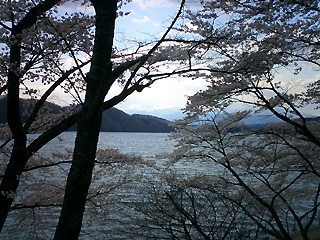 桜と釜房湖