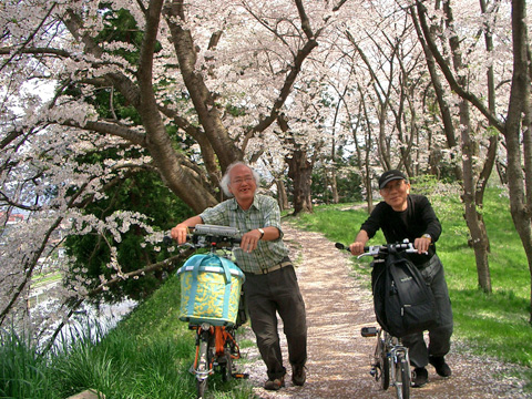 桜のトンネルを行く