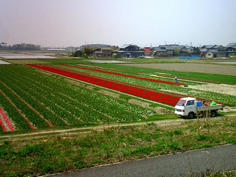 チューリップ畑