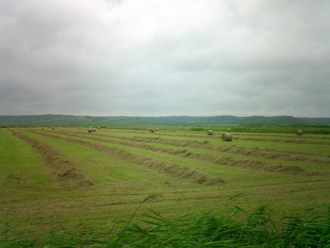 刈り取られた牧草