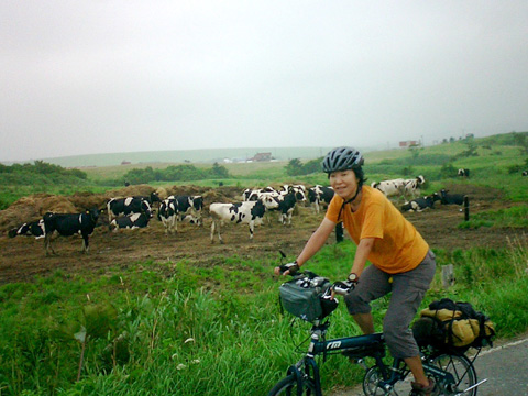 牛の群れの脇を行く