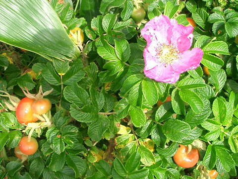 ハマナスの花と実