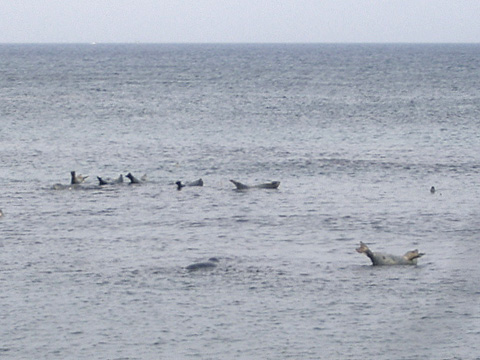 金田ノ岬のアザラシ