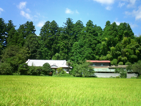 池田付近の農家と稲