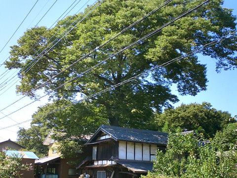 民家と巨大木