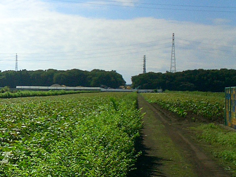 長～い耕地の先の雑木林