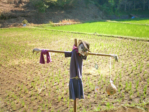 田んぼとカカシ