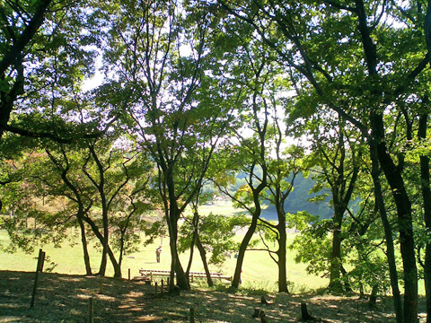 小山田緑地の林から芝生運動広場を望む
