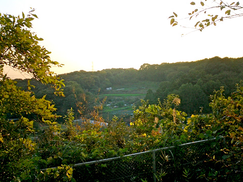紅葉と多摩丘陵