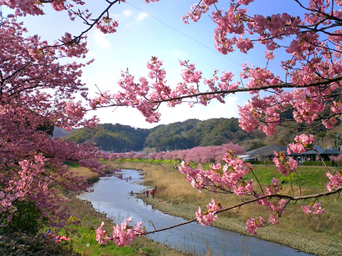 青野川沿いの河津桜