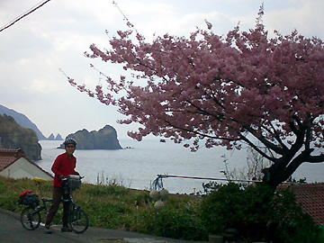 伊浜の桜と宇留井島
