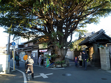 寺町の大木