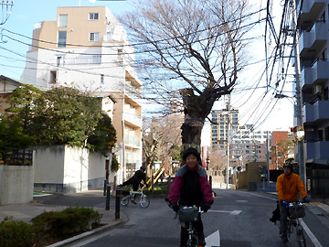幸田露伴の家の前の大きな椋の木