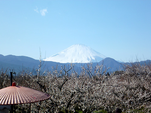曽我梅林から富士山を望む